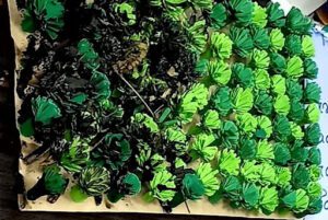 forest demonstration - gyna mela